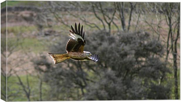 Red Kite in Flight Canvas Print by Andy Smith