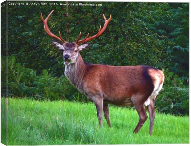 Red Stag           Canvas Print by Andy Smith