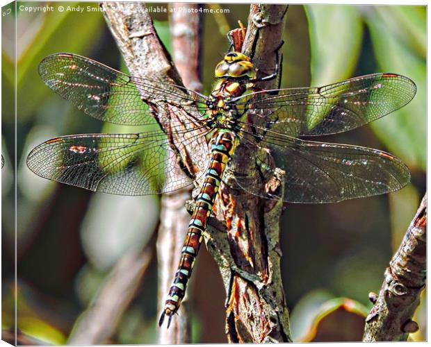 dragon fly           Canvas Print by Andy Smith