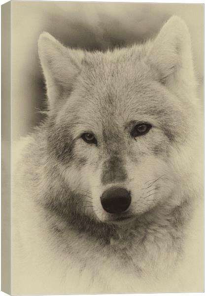Wolf Canvas Print by Terry Stone