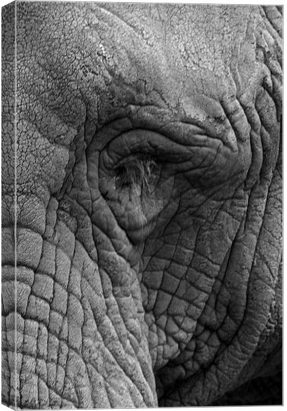 Eye Of The Elephant Canvas Print by Terry Stone