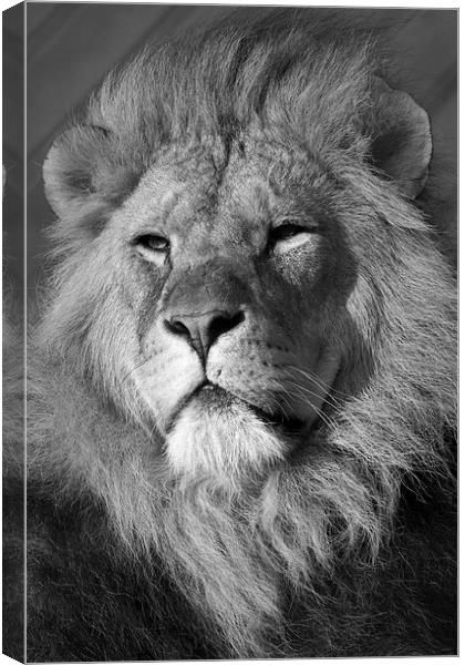  Lion Head Canvas Print by Terry Stone