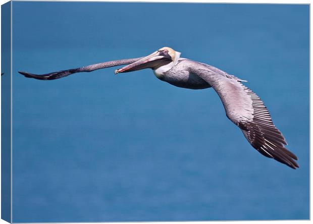 Pelican in Flight Florida Canvas Print by James Bennett (MBK W