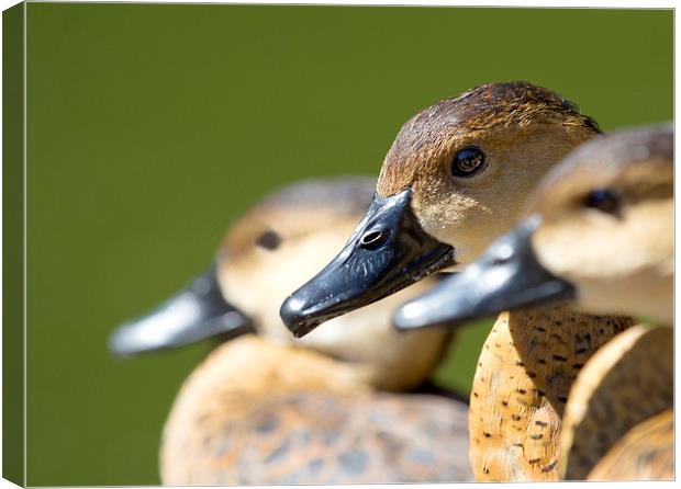 Selective focus Wandering Whistling Ducks Canvas Print by James Bennett (MBK W