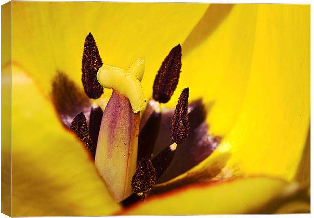 Picotee yellow tulip macro Canvas Print by James Bennett (MBK W
