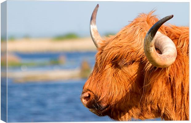 Highland Cattle in Oare Marshes, Kent Canvas Print by James Bennett (MBK W
