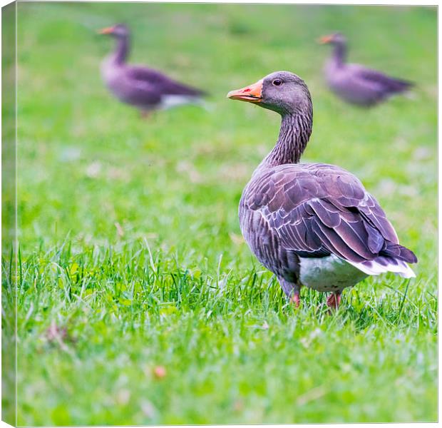  Greylag Goose on Mull Scotland Canvas Print by James Bennett (MBK W