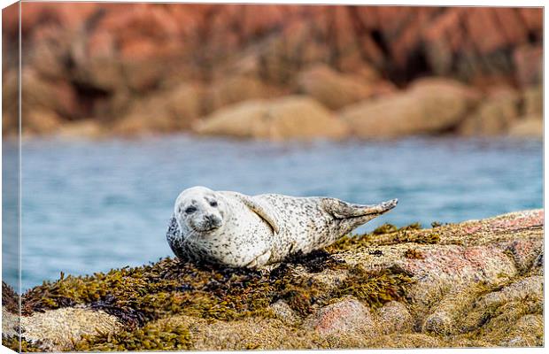  Cute Grey Seal Pup on Mull Scotland Canvas Print by James Bennett (MBK W