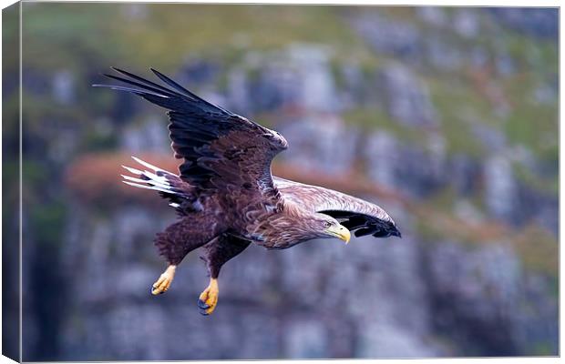  White Tailed Eagle Mull Scotland Canvas Print by James Bennett (MBK W