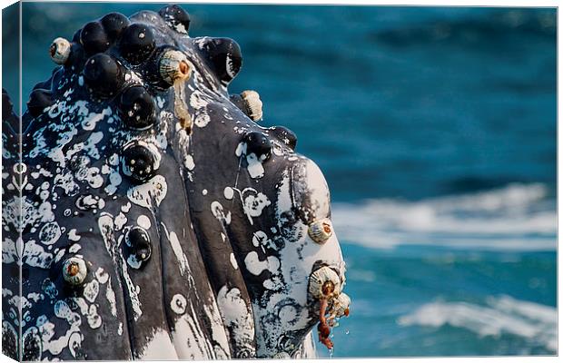  Humpback Whale close up with Barnacles Canvas Print by James Bennett (MBK W