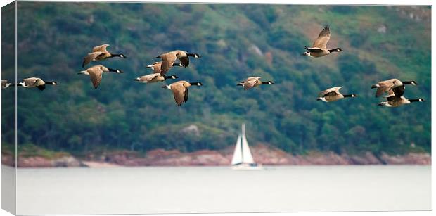 Canada Geese in flight over Isle of Mull Scotland Canvas Print by James Bennett (MBK W