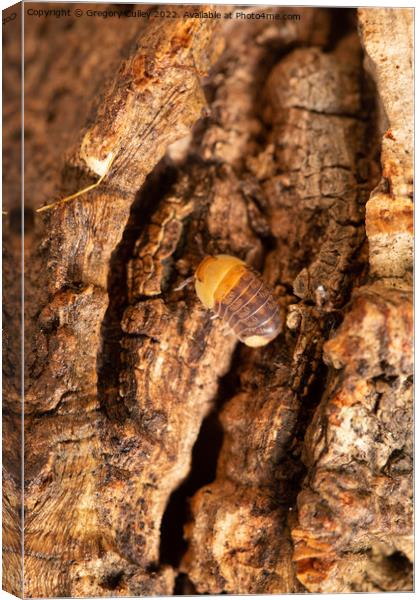 Rubber Ducky Isopod Cubaris on cork bark Canvas Print by Gregory Culley