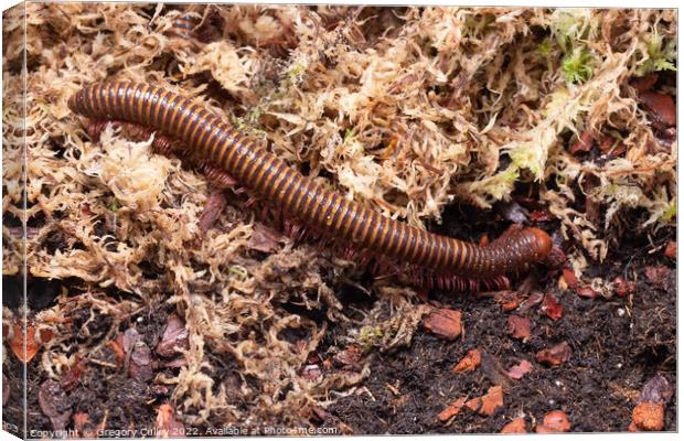 Amber West African Millipede, Pelmatojulus ligulatus Canvas Print by Gregory Culley