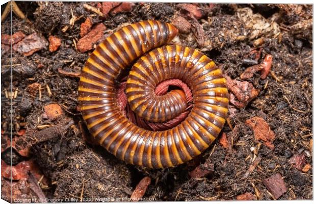 Amber West African Millipede curled up, Pelmatojulus ligulatus Canvas Print by Gregory Culley