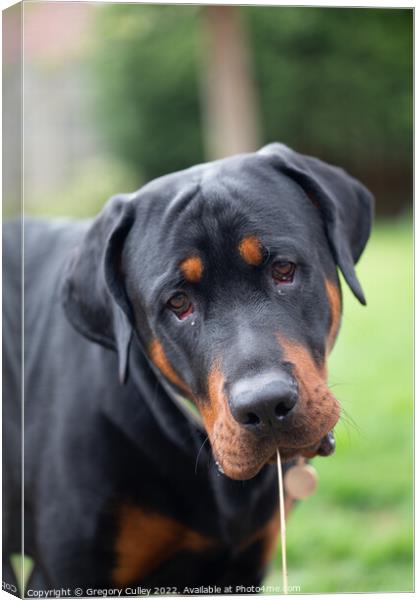 Head shot of rottweiler cross  Canvas Print by Gregory Culley