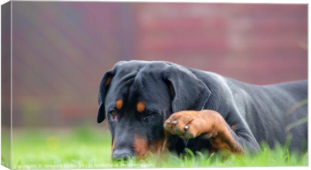 A close up of a rottweiler dog laying in the grass Canvas Print by Gregory Culley
