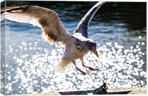 Seagull landing. Canvas Print by Gregory Culley