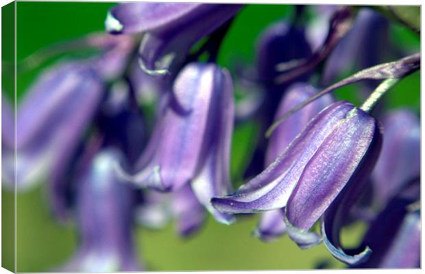 Bluebells in Bloom Canvas Print by Gregory Culley
