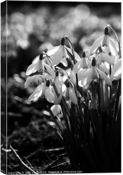 Sunlit Snowdrops in black and white Canvas Print by Sally Lloyd