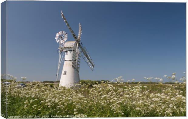Thurne Mill with Cow Parsley  Canvas Print by Sally Lloyd
