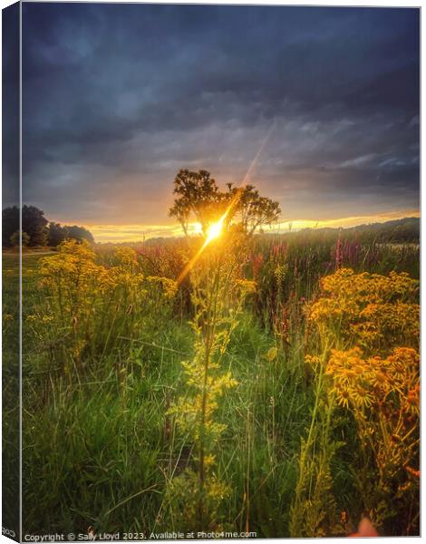 Golden Summer Sunset at Whitlingham Norfolk Canvas Print by Sally Lloyd