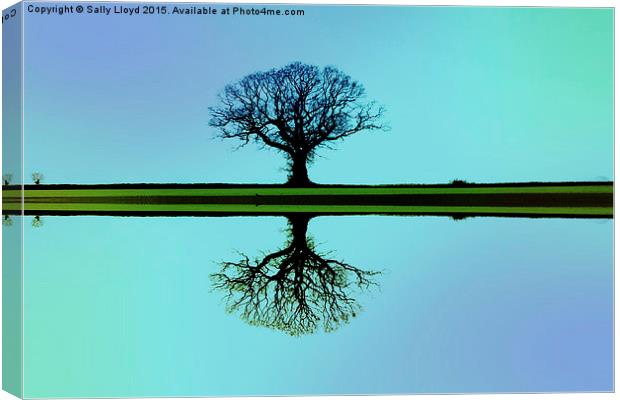 Solitary tree in blue symmetry Canvas Print by Sally Lloyd