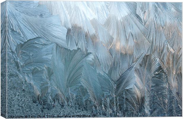 Ice Fern Pattern No 2 Canvas Print by Sally Lloyd
