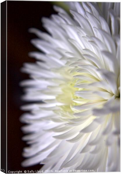 White Flower Two Canvas Print by Sally Lloyd