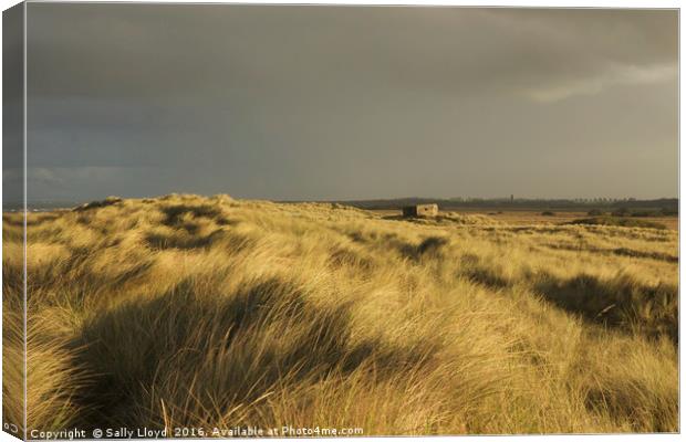 Inland from the dunes Horsey Canvas Print by Sally Lloyd