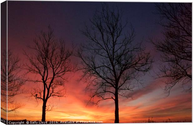 Sunset Trees at Holkham Canvas Print by Sally Lloyd