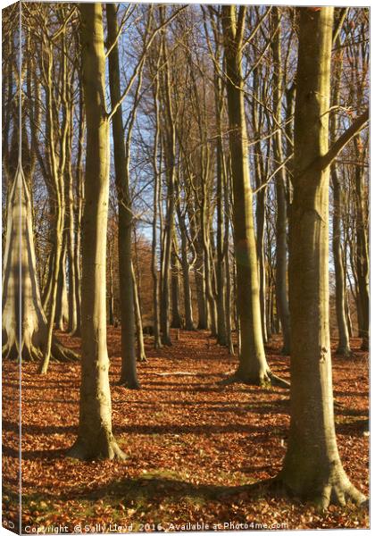 Woodland Trees Blickling Canvas Print by Sally Lloyd