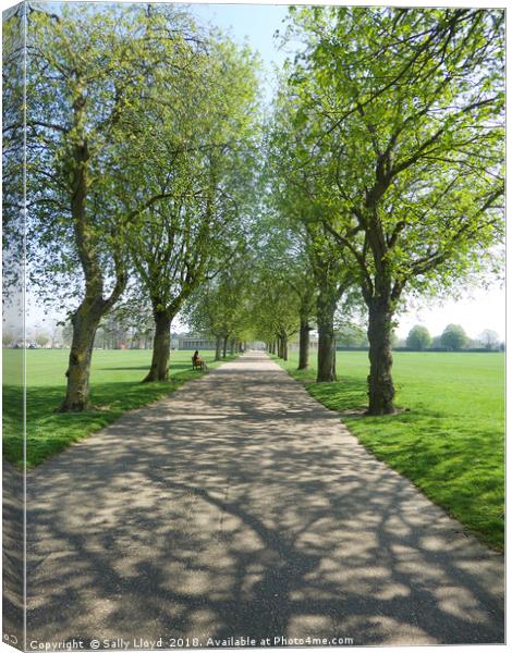 Tree Avenue - Park Life Canvas Print by Sally Lloyd