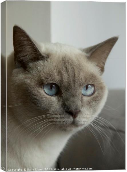 Blue eyes - grey and cream Siamese cat. Canvas Print by Sally Lloyd