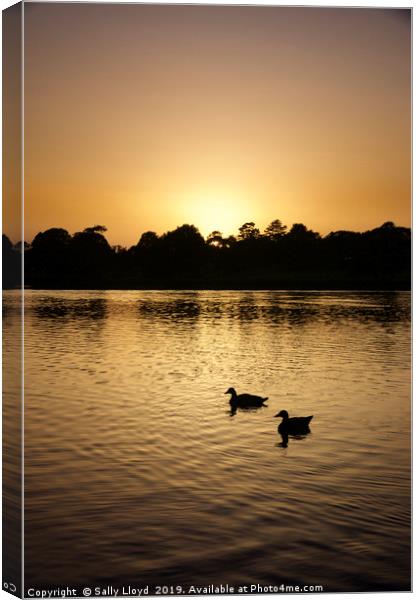 Sunset Geese on the Norfolk Broads Canvas Print by Sally Lloyd