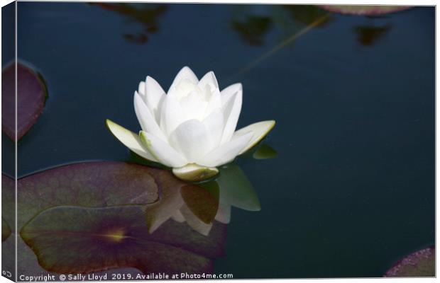 White Lily Reflection Canvas Print by Sally Lloyd