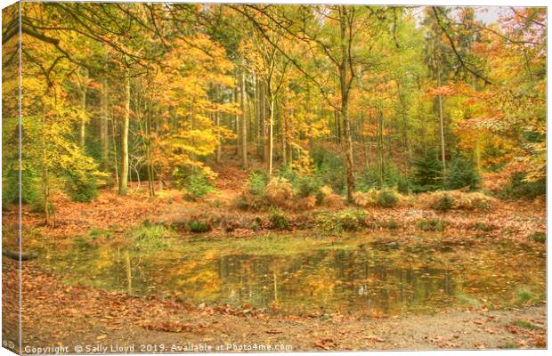 Golden time in Bacton Woods, Norfolk Canvas Print by Sally Lloyd