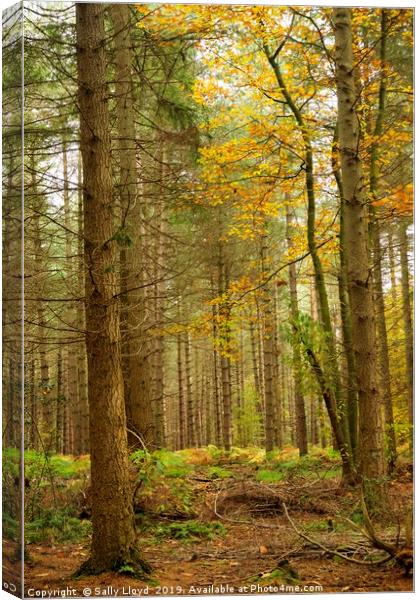Bacton Woods in Norfolk  Canvas Print by Sally Lloyd