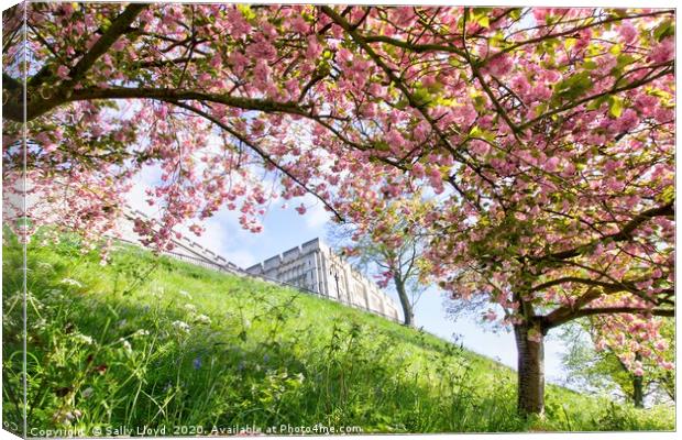 Blossom at Norwich Castle Canvas Print by Sally Lloyd