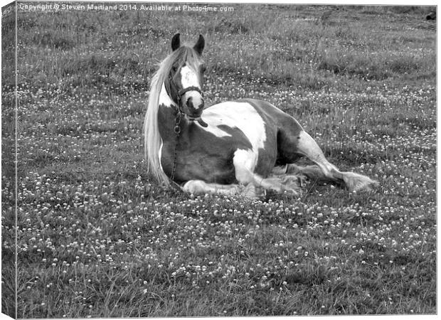 Horse lying down in black and white Canvas Print by Steven Maitland