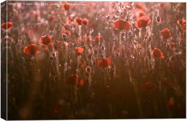 Radiant Poppies Canvas Print by paul cobb