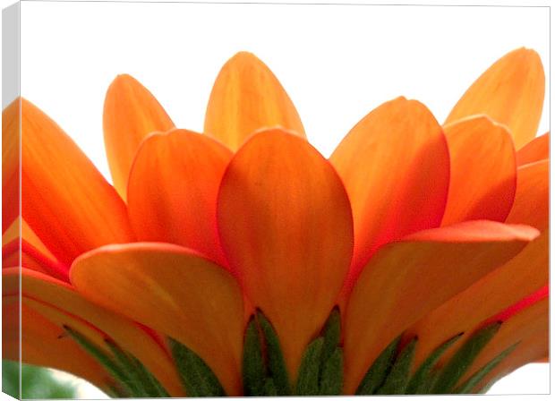  Orange petals.  Canvas Print by paul cobb