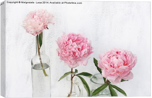 Beautiful soft pink peonies artistic still life on white Canvas Print by Malgorzata Larys