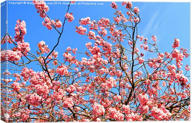 Japanese cherry tree branches against blue sky Canvas Print by Malgorzata Larys