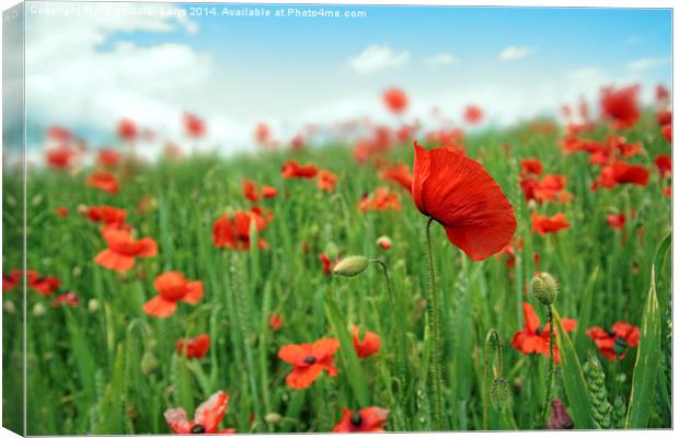 Beautiful fields of red poppies Canvas Print by Malgorzata Larys