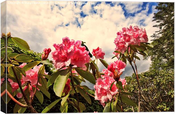 Pink rhododendron flowers against the sky Canvas Print by Malgorzata Larys