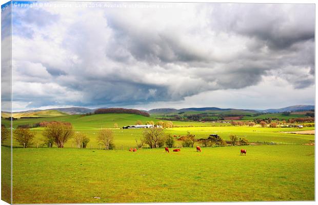 Beautiful rural landscape with grazing cows, hills Canvas Print by Malgorzata Larys