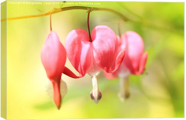 Beautiful bleeding hearts flowers Canvas Print by Malgorzata Larys