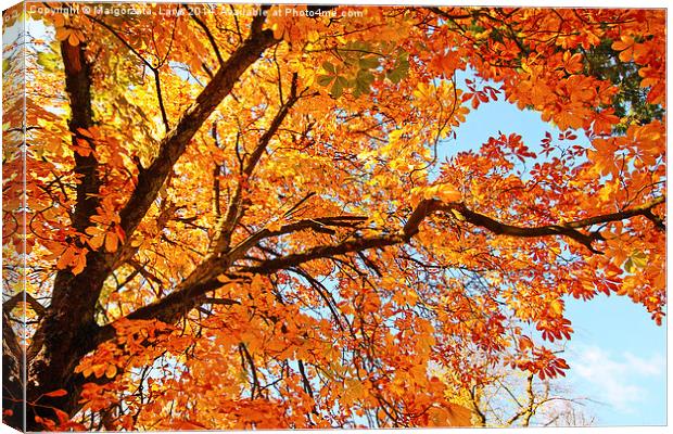 Autumnal leaves Canvas Print by Malgorzata Larys