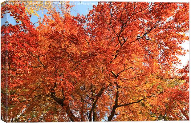 Beautiful, red autumnal leaves background Canvas Print by Malgorzata Larys
