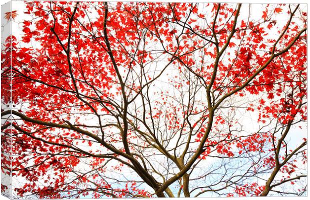 Red Japanese maple tree Canvas Print by Malgorzata Larys